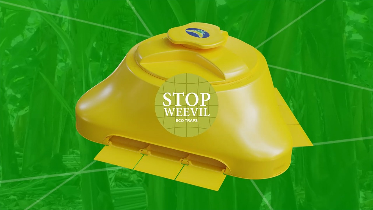 Vicedo Martí Presenta Stop Weevil: Una Innovadora Trampa Ecológica